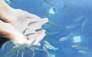 Sedef Hastalığı Karaciğer İlişkisi